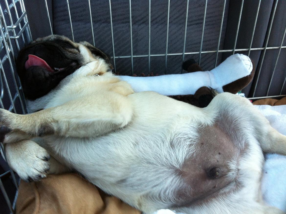 Mops Mackerly Trading Places - d. 24.05.2012 - På vej hjme fra lufthavnen! Så er vi i DK billede 8