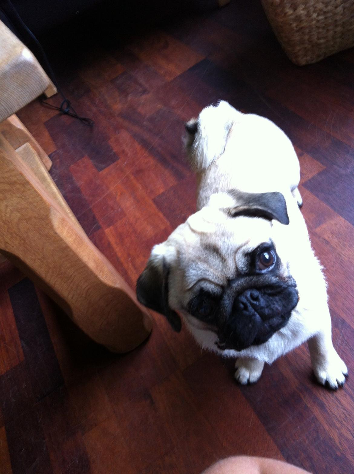 Mops Mackerly Trading Places billede 9