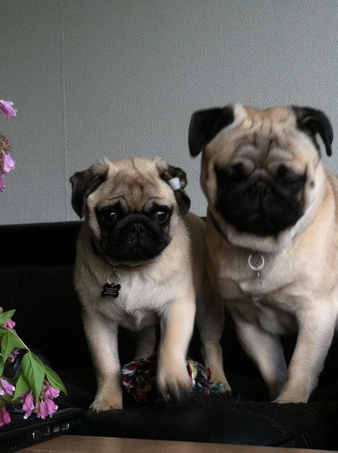 Mops Mackerly Trading Places billede 10