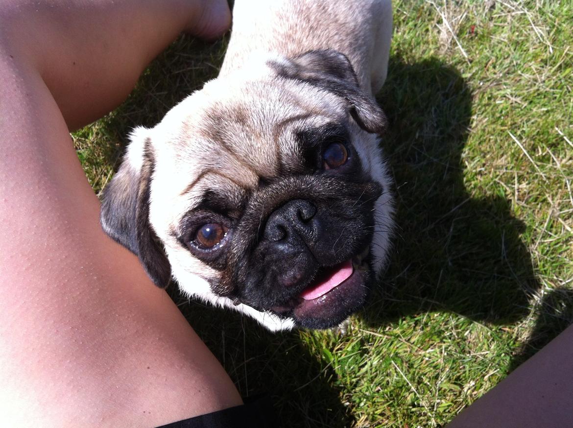 Mops Mackerly Trading Places billede 11