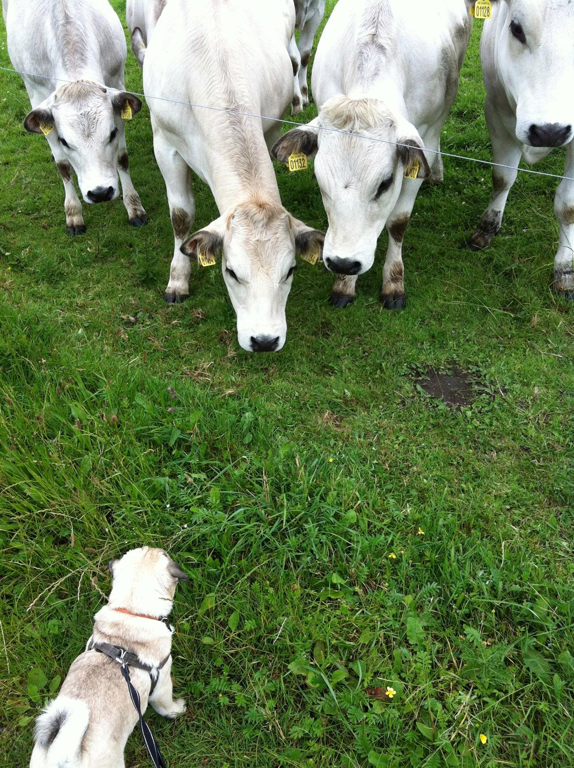 Mops Mackerly Trading Places billede 12