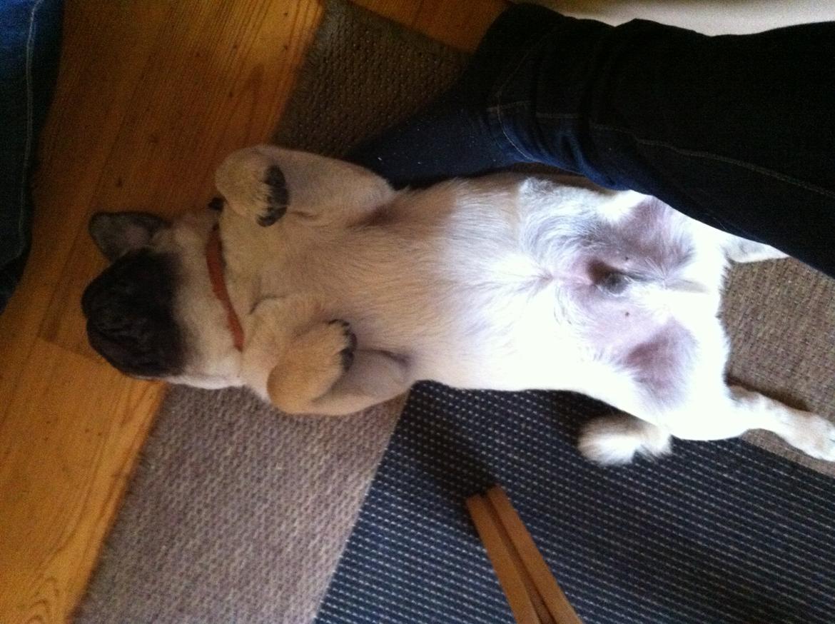 Mops Mackerly Trading Places billede 13