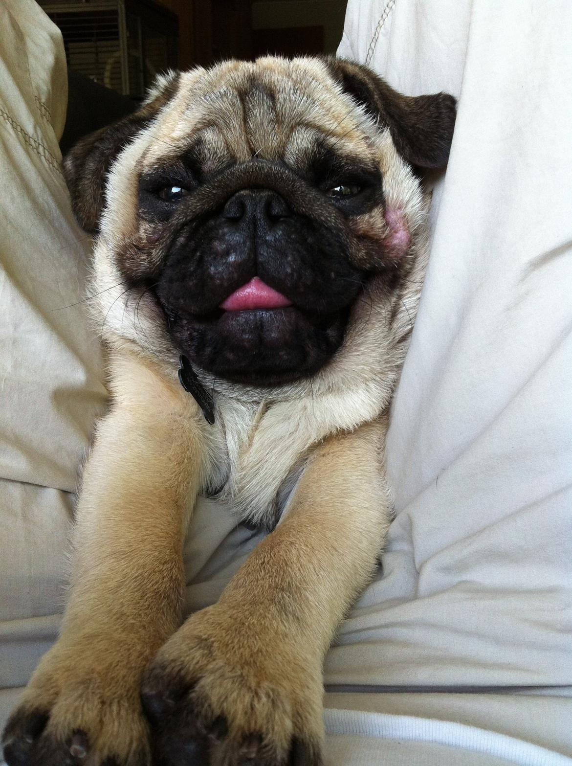 Mops Mackerly Trading Places billede 14