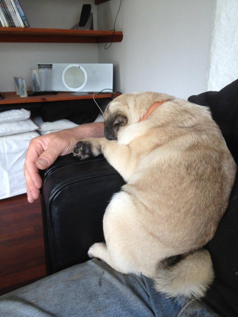 Mops Mackerly Trading Places billede 15