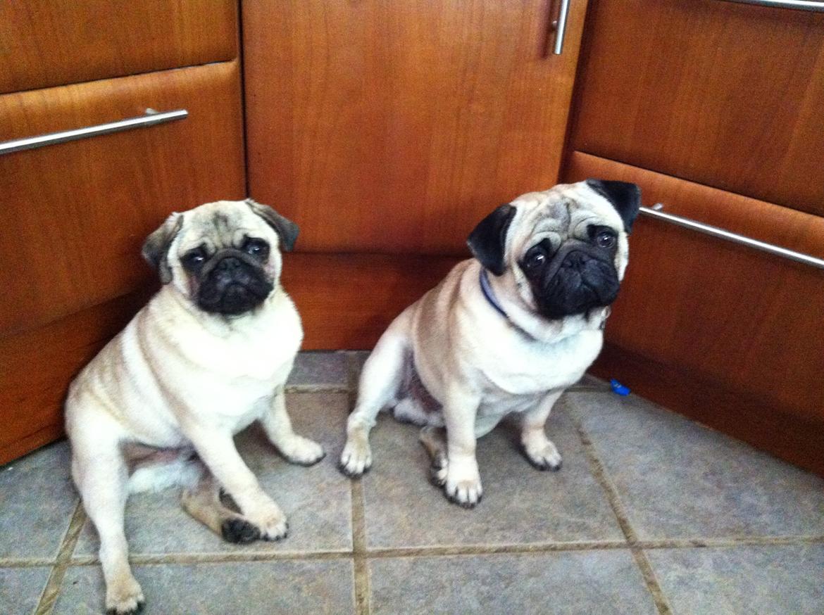 Mops Mackerly Trading Places - Eddie og Murphy billede 16