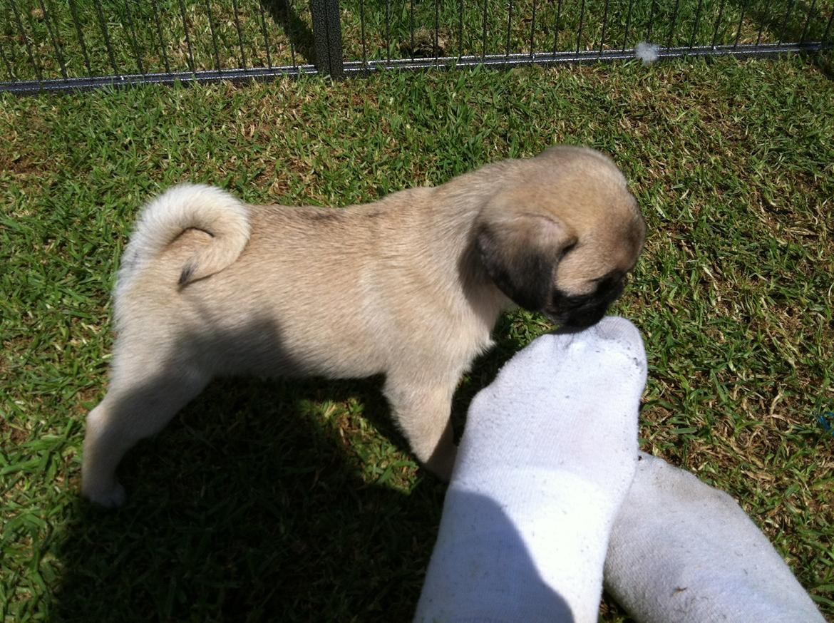 Mops Mackerly Trading Places - Australien d. 11.04.2012 billede 17