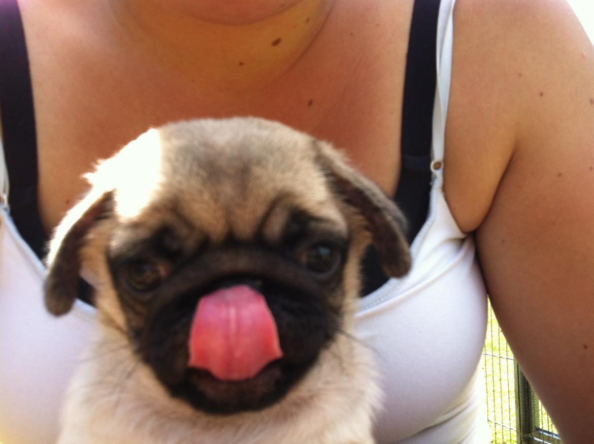 Mops Mackerly Trading Places billede 18