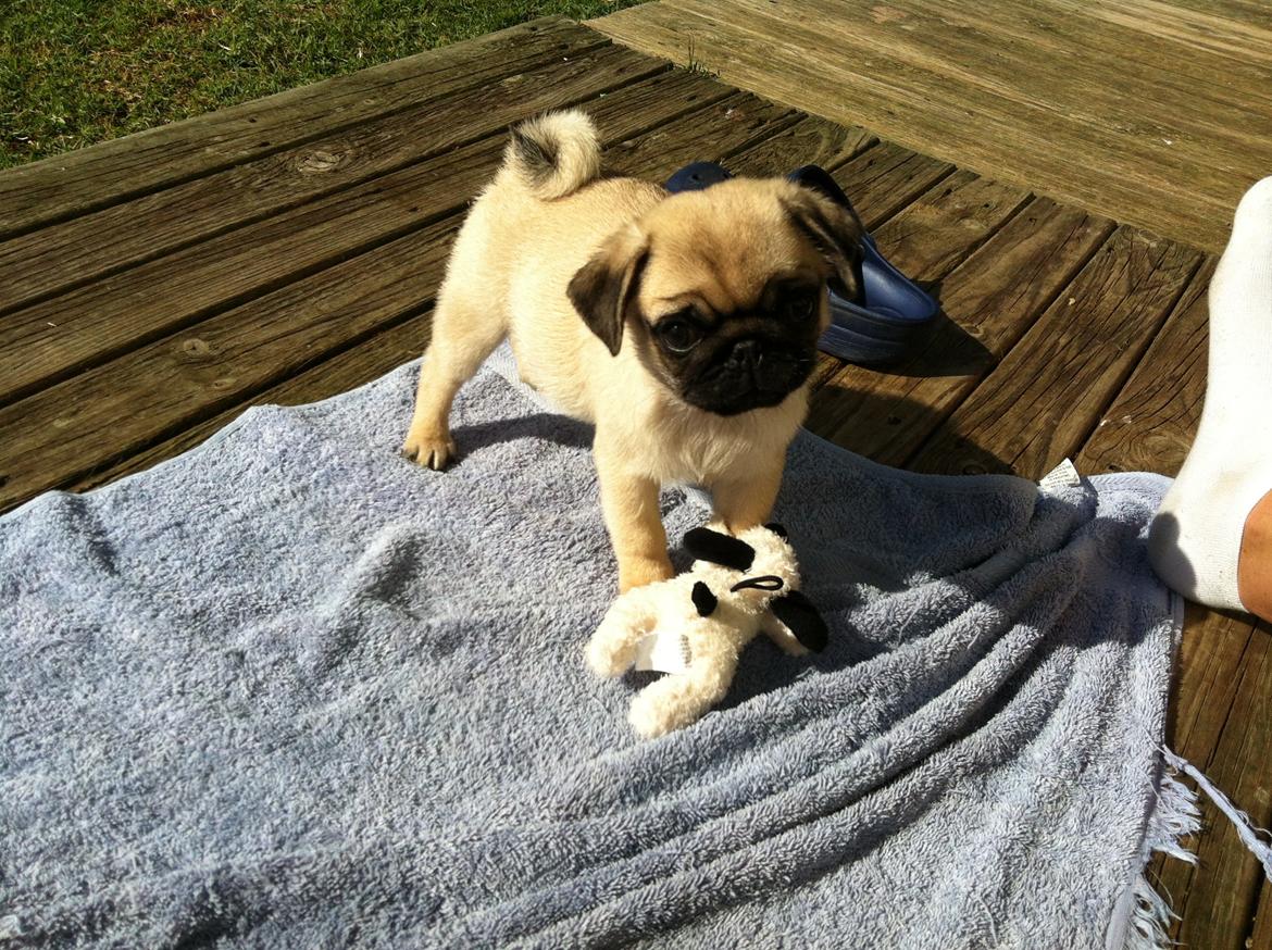 Mops Mackerly Trading Places - Australien d. 11.04.2012 billede 19