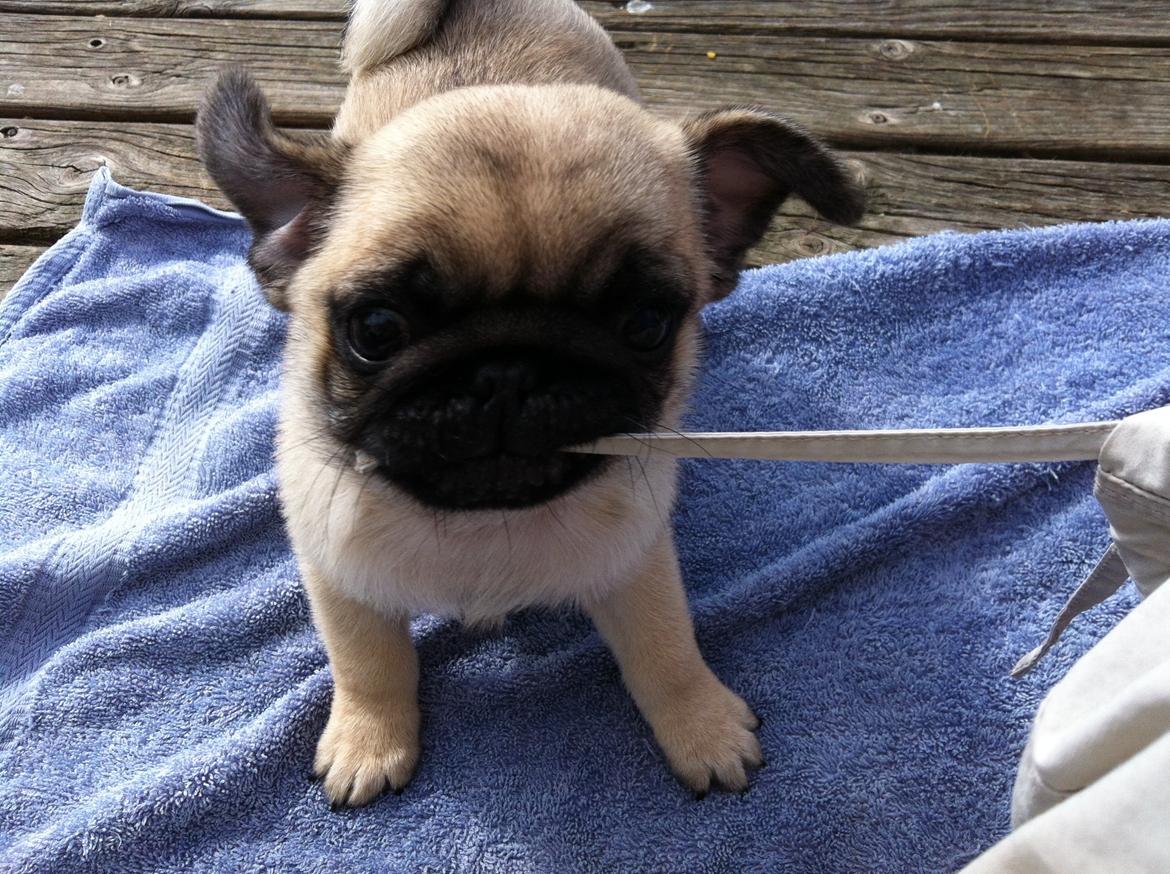 Mops Mackerly Trading Places - Australien d. 11.04.2012 billede 20