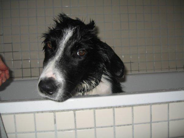 Border collie Nuser billede 20