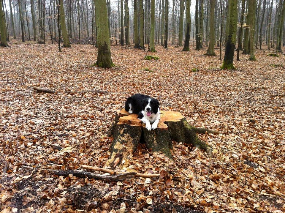 Border collie Nuser billede 18