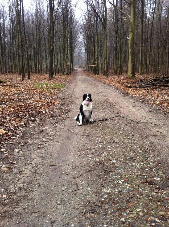 Border collie Nuser billede 21