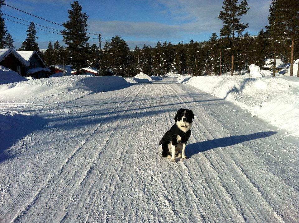 Border collie Nuser - På skiferie i Sälen. Det nød han :-) billede 2