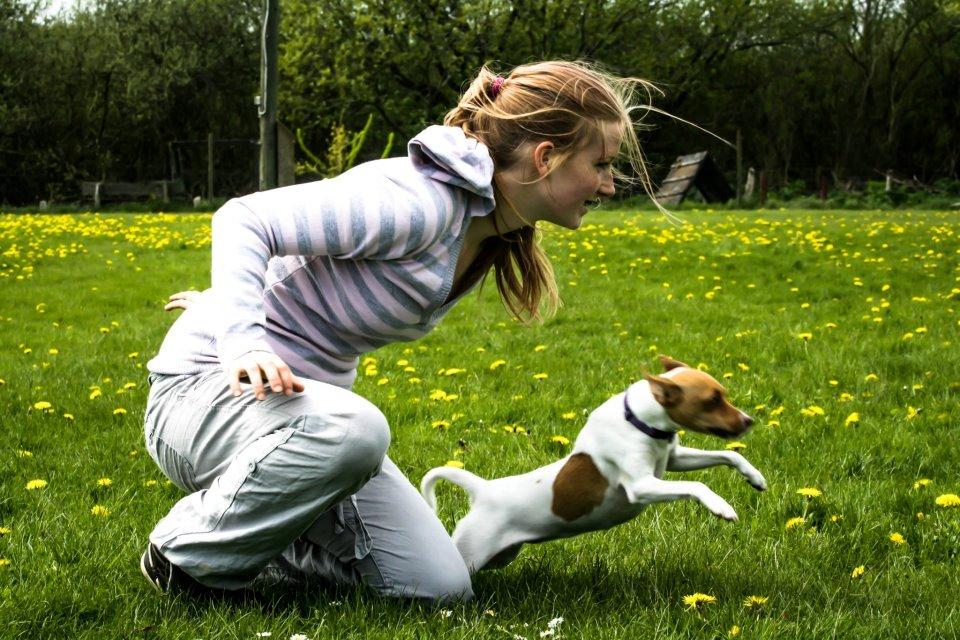 Dansk svensk gaardhund Lulu billede 2