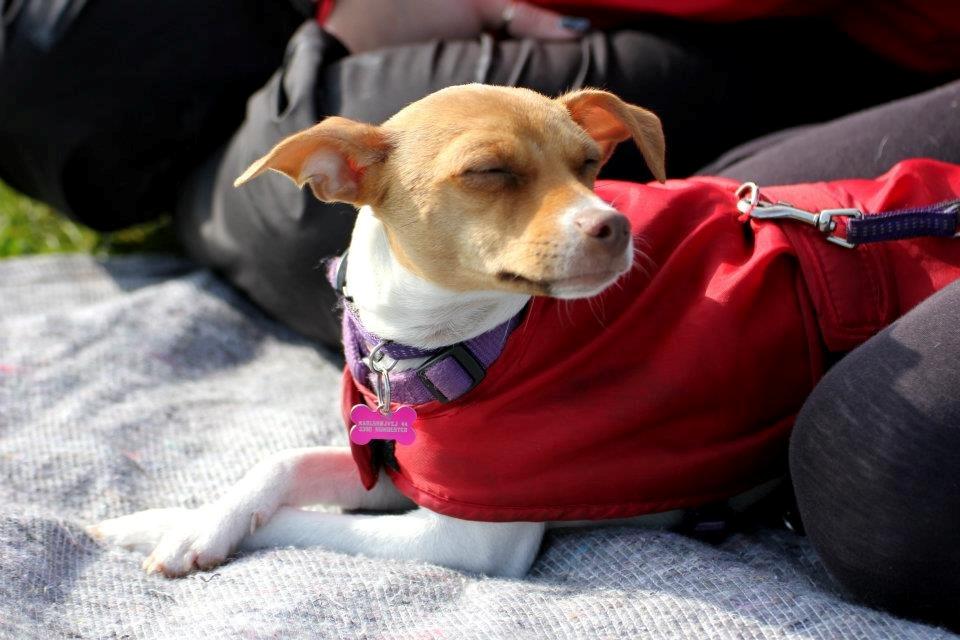 Dansk svensk gaardhund Lulu billede 11