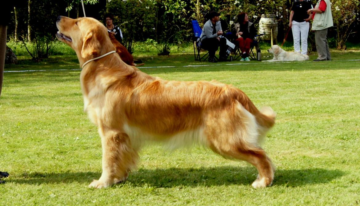 Golden retriever Leongolden Cha Cha Cha - Udstilling lolland (DRK) 25.08.12
Cha Cha: Exc. 2. vinder i åbenklasse med CK og 4 bedste tæve billede 2