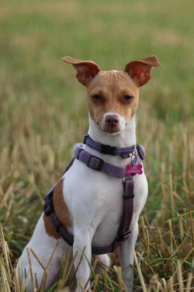 Dansk svensk gaardhund Lulu billede 1