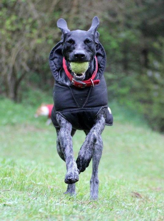 Blanding af racer Bella billede 3