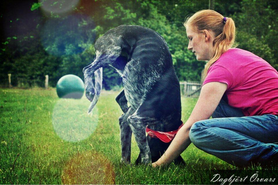 Blanding af racer Bella billede 15