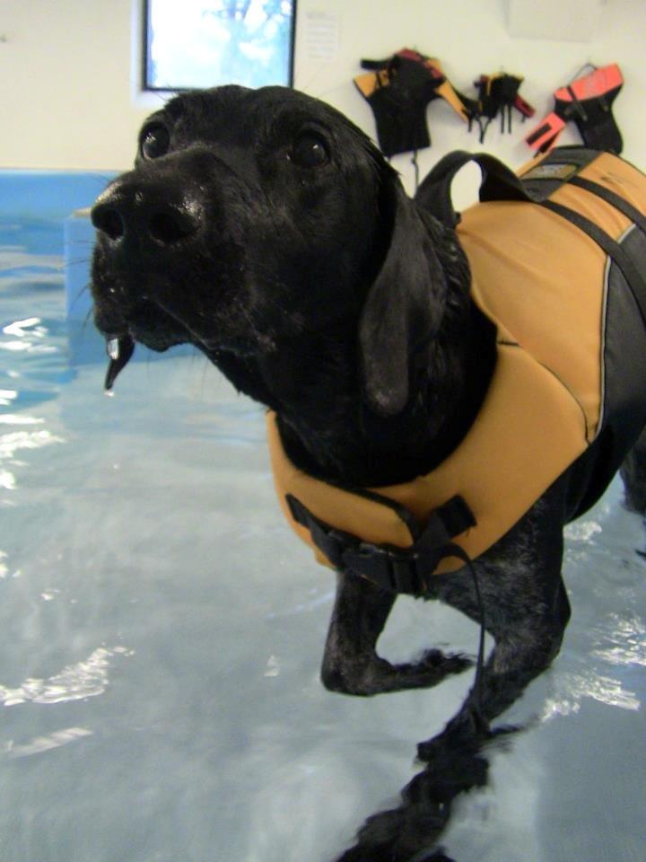 Blanding af racer Bella billede 16