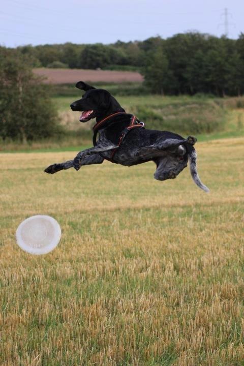 Blanding af racer Bella billede 17