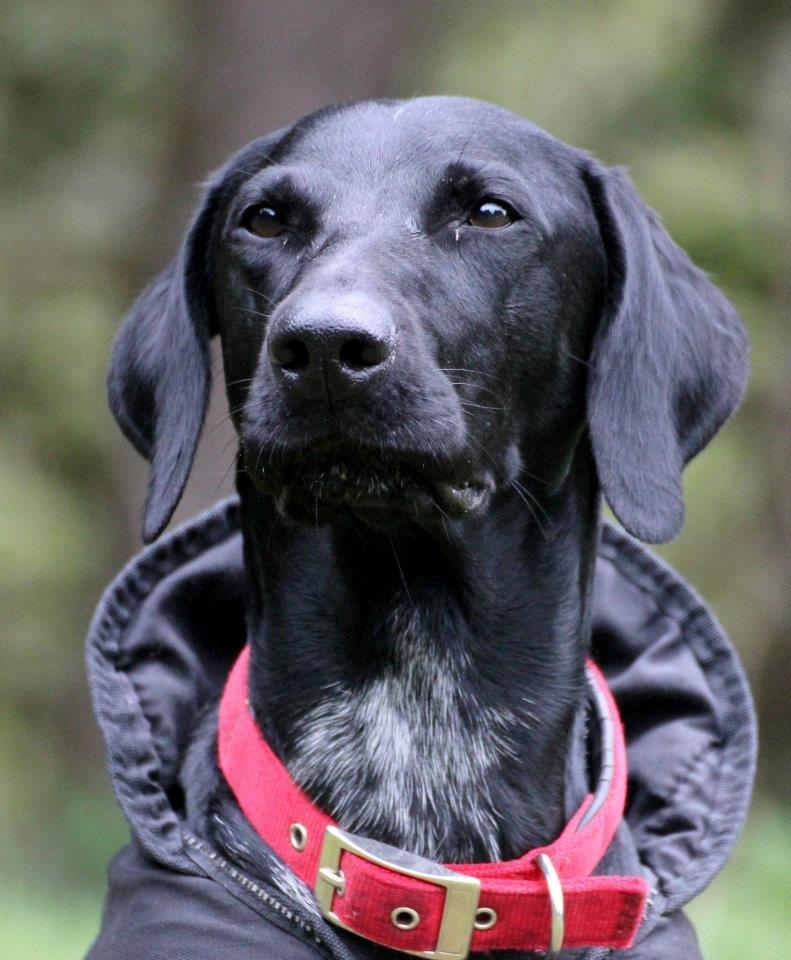 Blanding af racer Bella billede 5