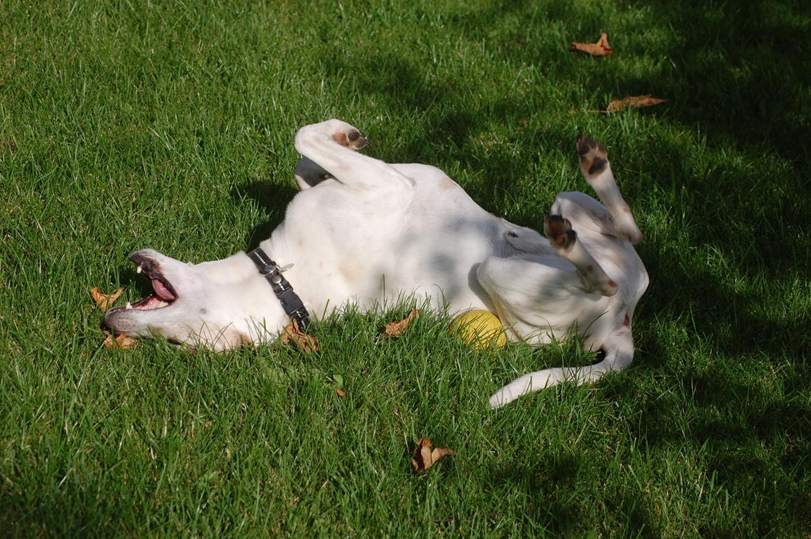 Dansk svensk gaardhund Buster - Det er noget er det bedste når man bare kan rulle sig på bolden :) billede 18