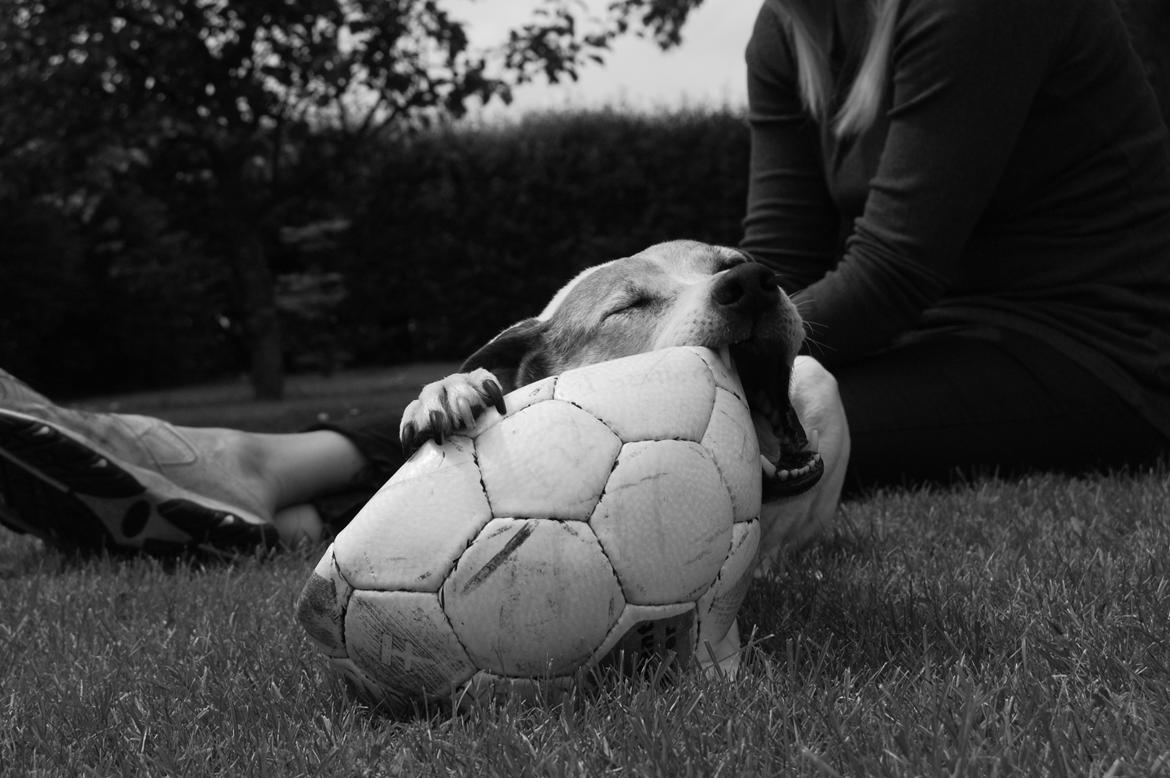 Dansk svensk gaardhund Buster - Mums ! billede 19