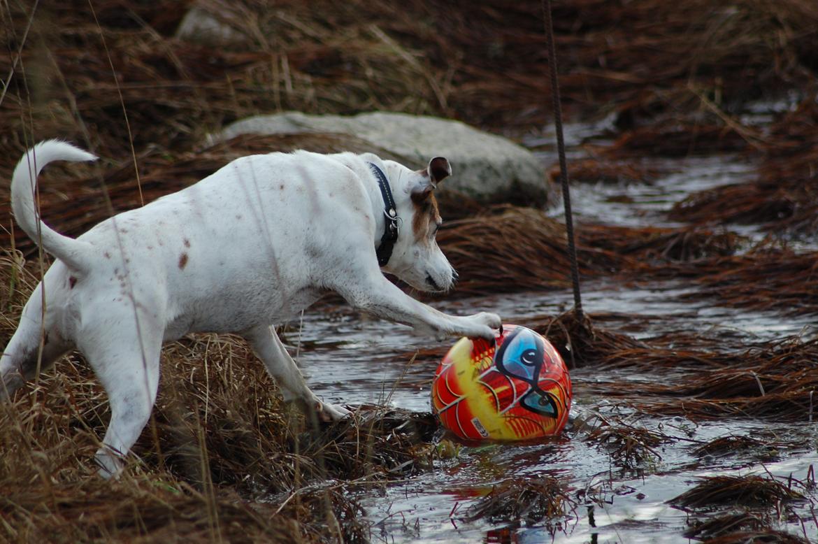 Dansk svensk gaardhund Buster - Man skulle jo helst ikke blive våd he he  billede 20