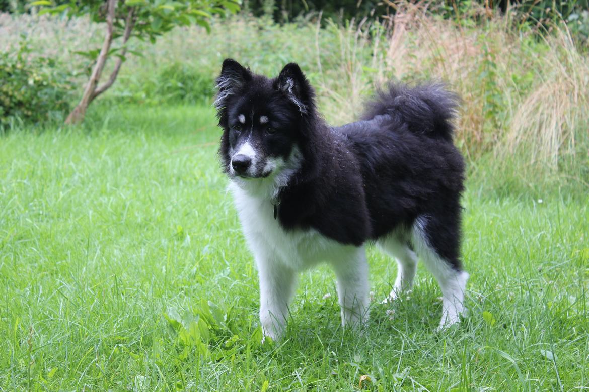 Blanding af racer Mester (Samojede/Islandsk Fårehund) - Her er Mester lige blevet færdig med at søge efter godbidder. billede 1