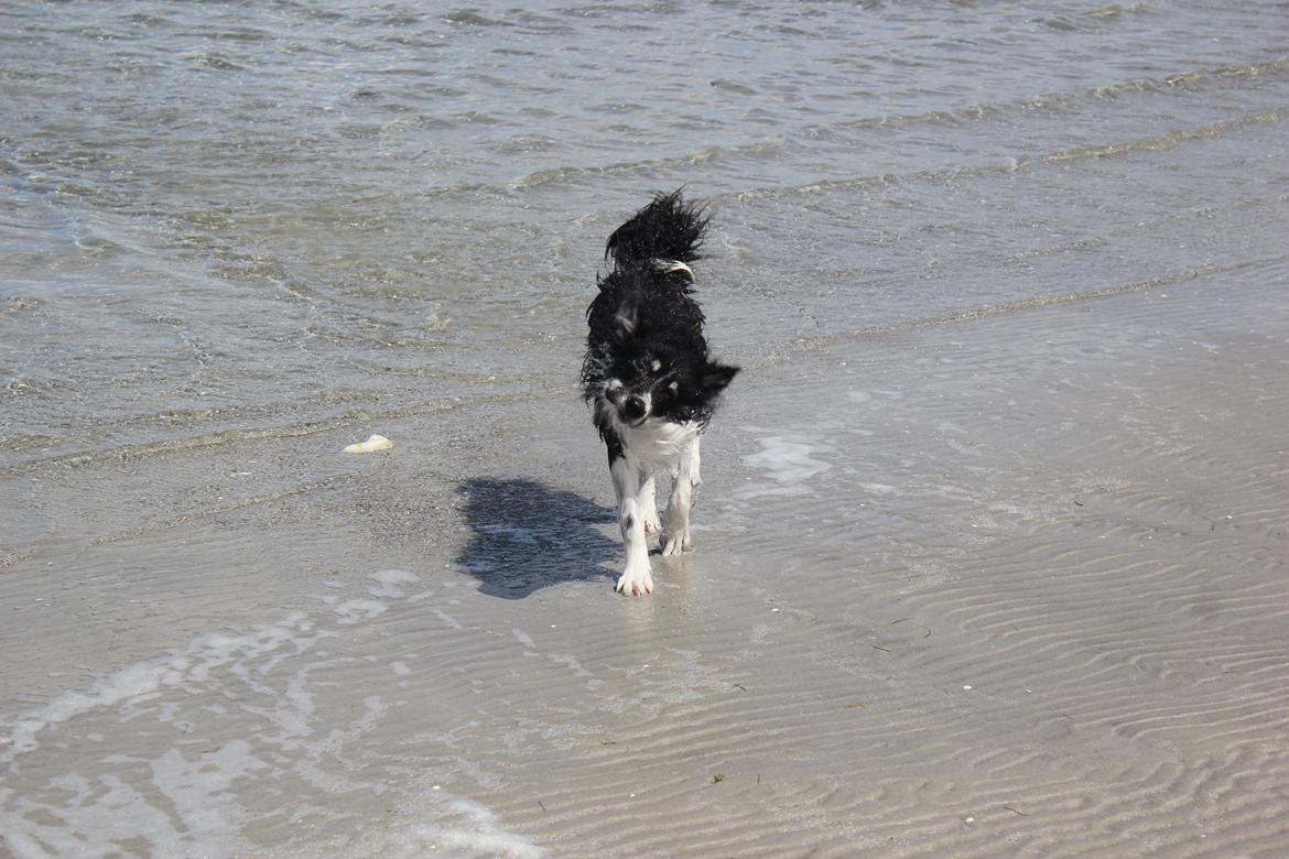 Blanding af racer Mester (Samojede/Islandsk Fårehund) - Mester elsker vand, så længe det kund er fødderne der bliver våde. billede 3