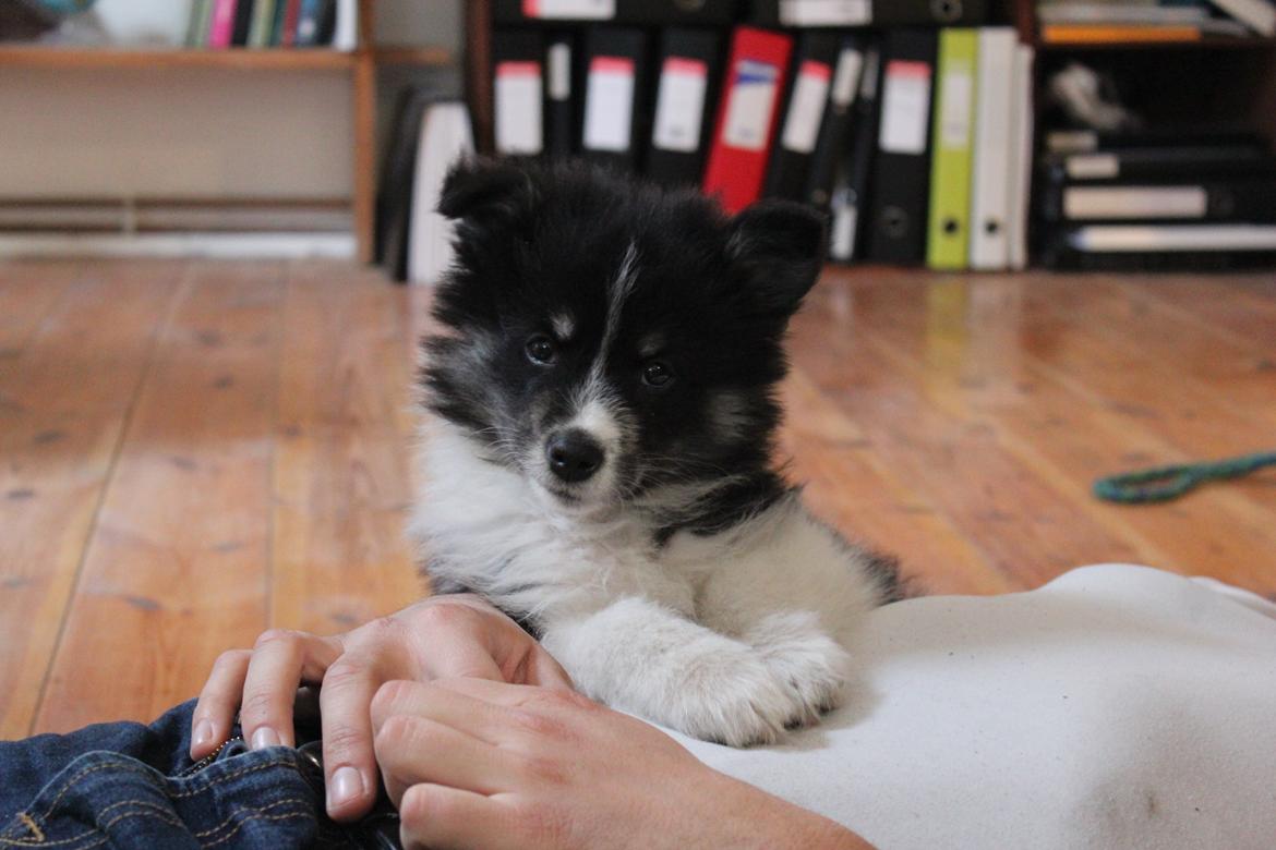 Blanding af racer Mester (Samojede/Islandsk Fårehund) - Mester som hvalp. Her er han ved, at vænne sig til sit nye hjem. Hans ynglingsplads er stadig min mave. billede 8