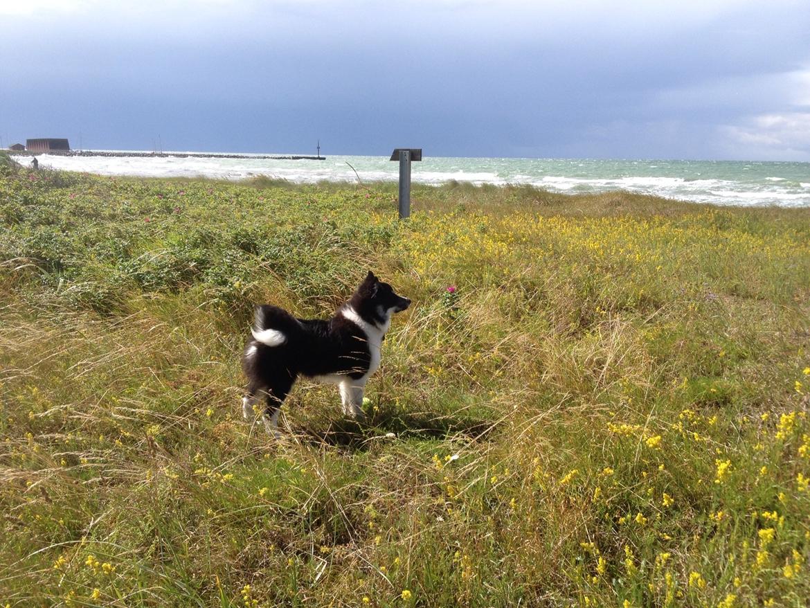 Blanding af racer Mester (Samojede/Islandsk Fårehund) - Her er Mester med i sommerhus. Det bedste han ved er, at stå i vinden og nyde den friske luft. billede 4
