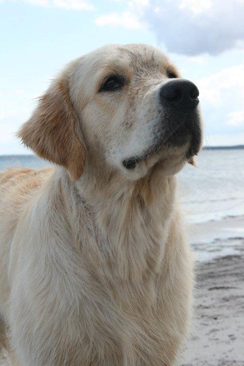 Golden retriever Basse(Mystic man) <3 billede 14