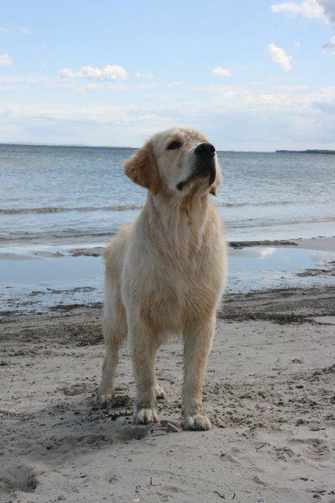 Golden retriever Basse(Mystic man) <3 billede 15