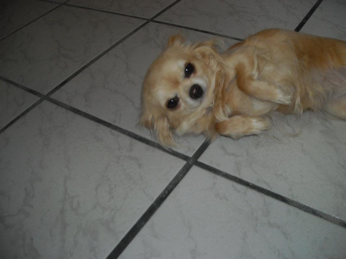 Chihuahua Marie D 2 billede 1