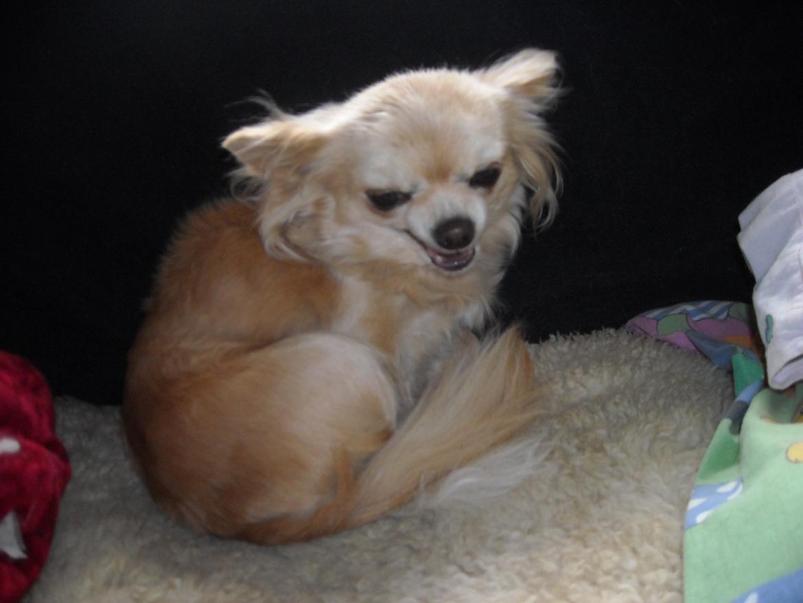 Chihuahua Marie D 2 billede 2