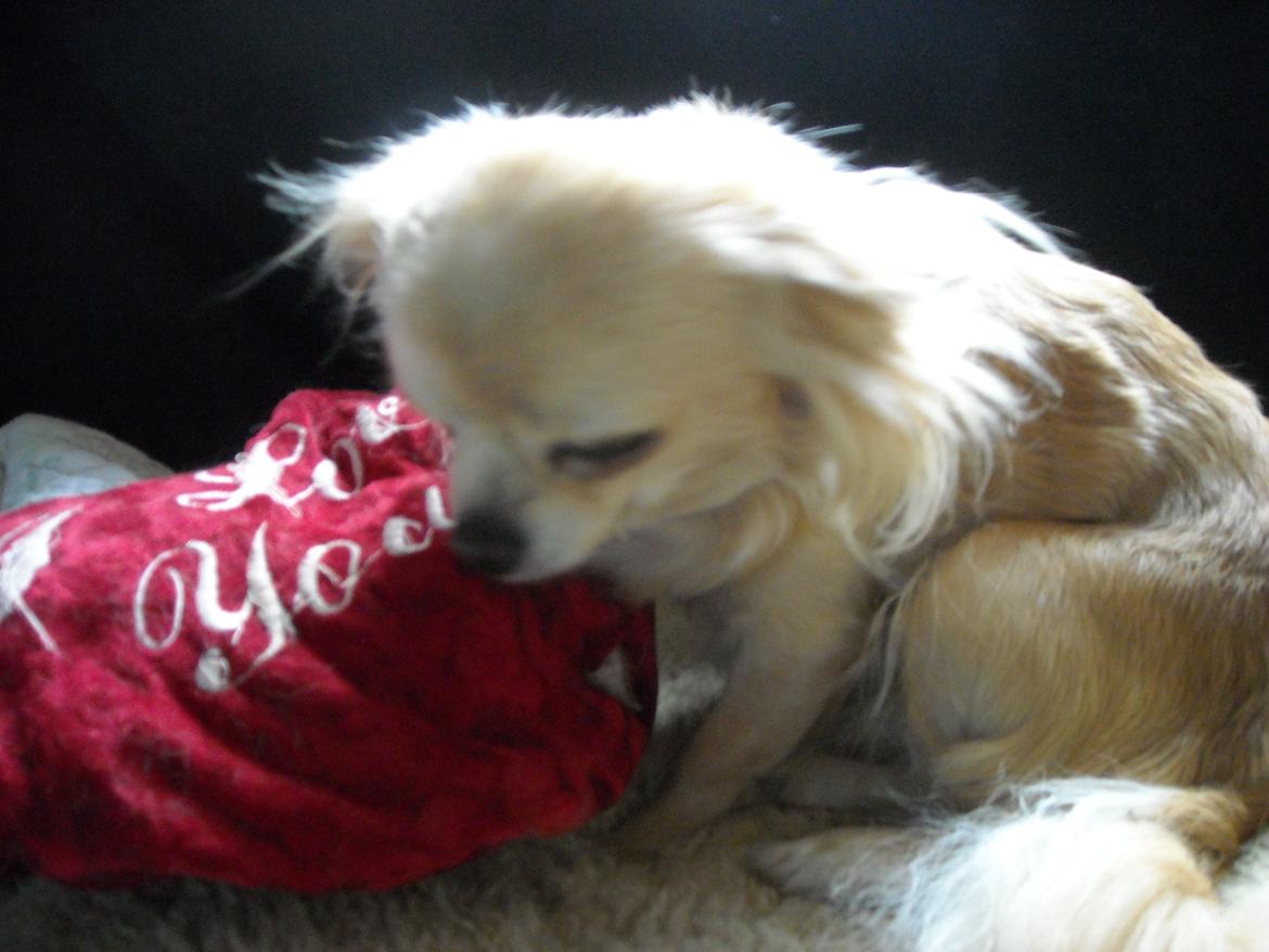 Chihuahua Marie D 2 billede 3