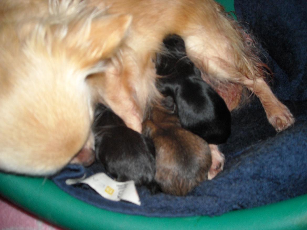 Chihuahua Marie D 2 billede 4