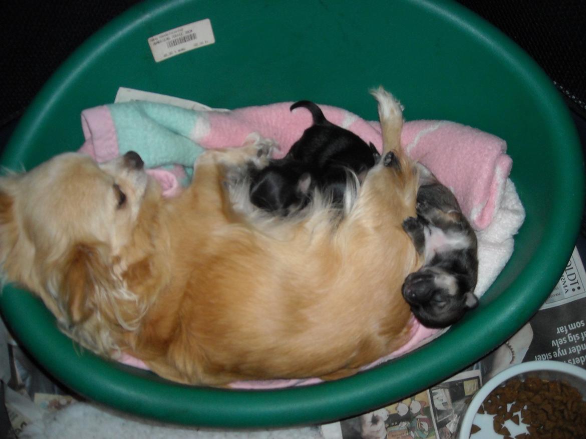 Chihuahua Marie D 2 billede 5