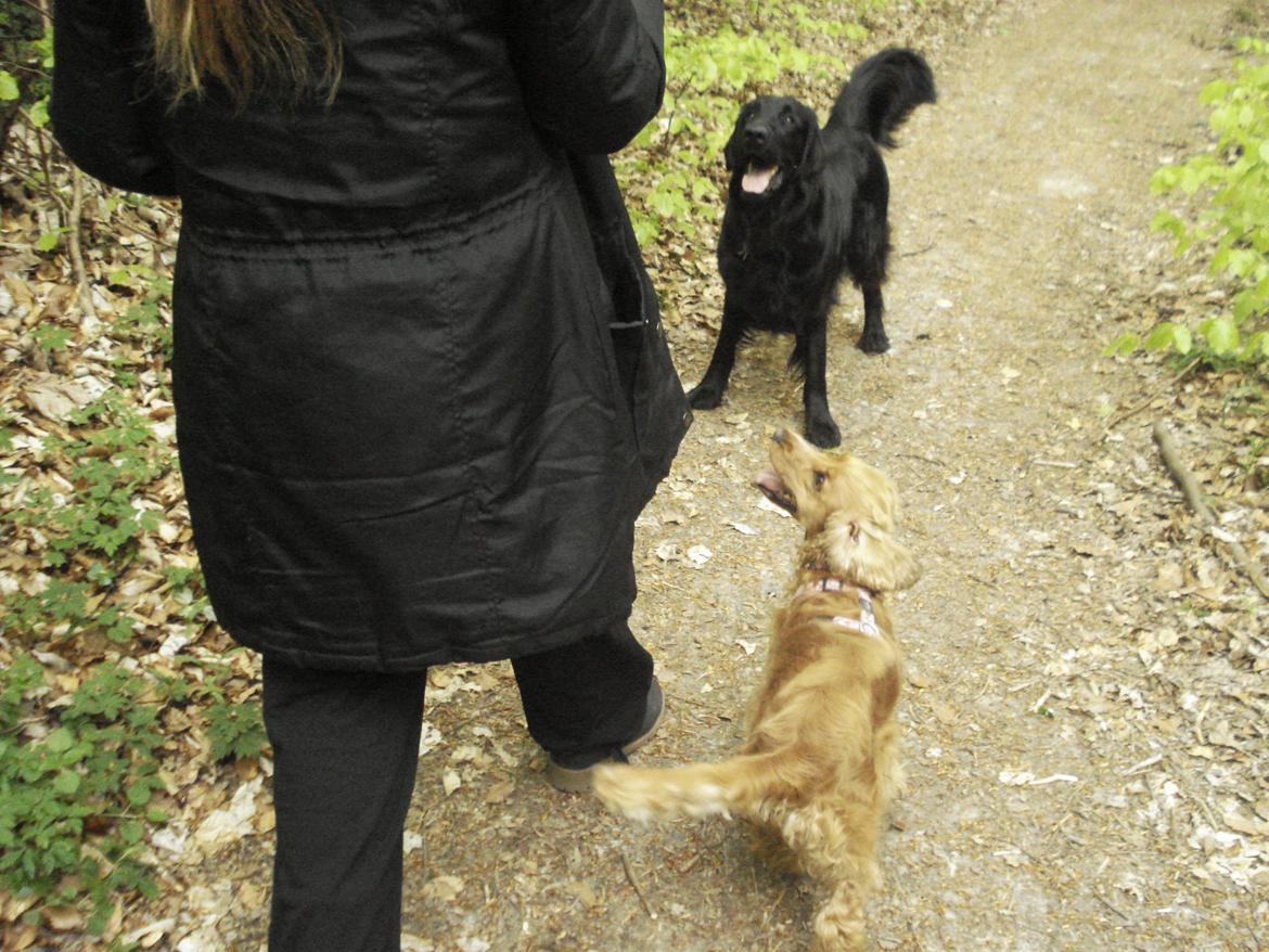 Cocker spaniel Bella (abeungen) - Bella og Bertram i skoven. billede 9