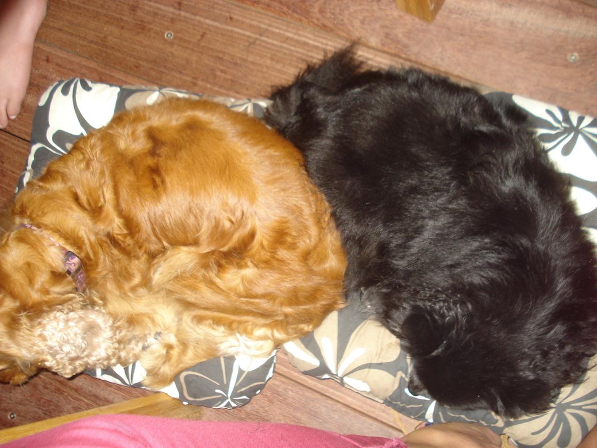 Cocker spaniel Bella (abeungen) - Godt at man har sin bedste ven Kiki at sove med, når ikke man gider fejre sin mors og fars fødselsdag :P billede 13