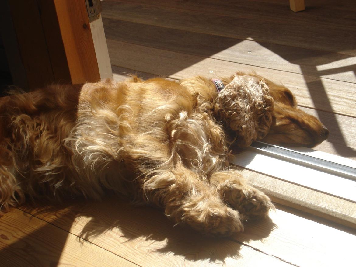 Cocker spaniel Bella (abeungen) - Dejligt at ligge og sove med terrassedøren åben. billede 6