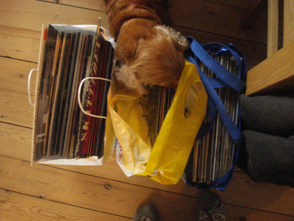 Cocker spaniel Bella (abeungen) - Dejligt med en hund der også sætter pris på LP'er! billede 10