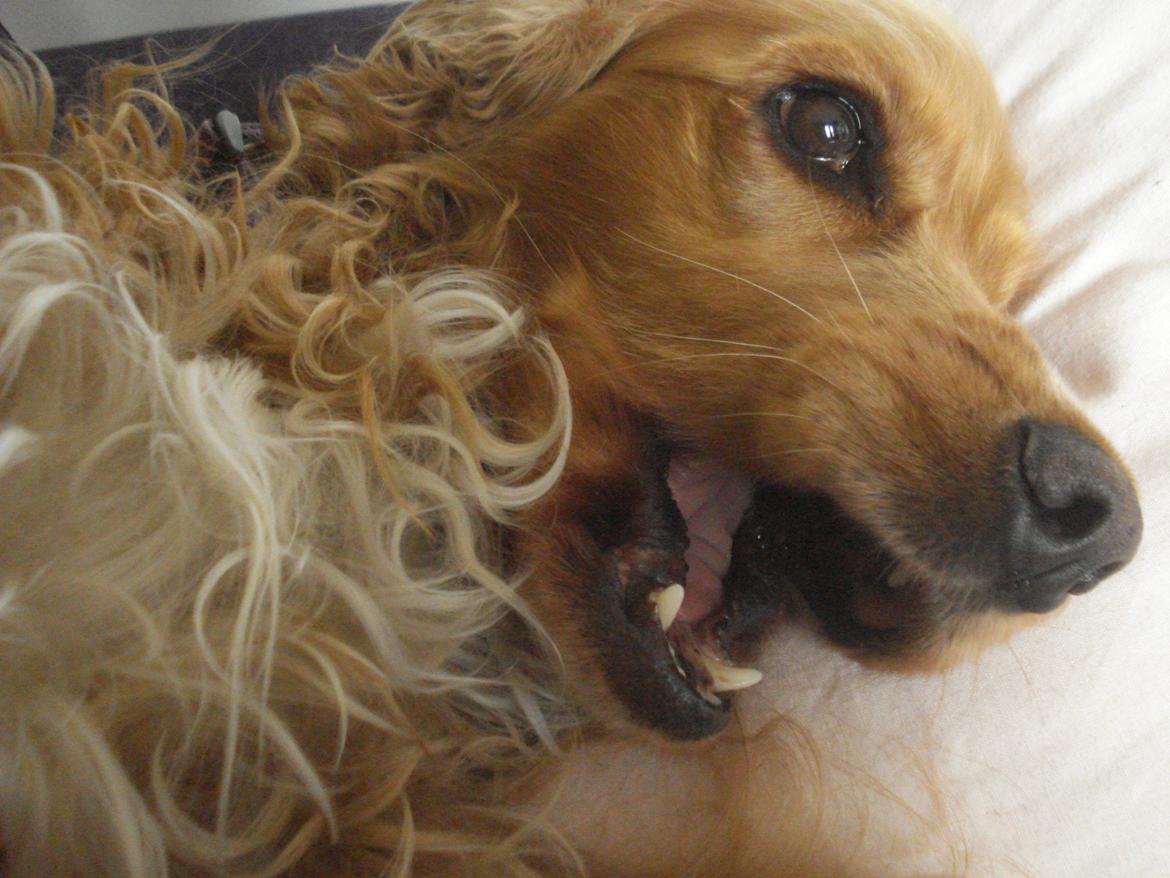 Cocker spaniel Bella (abeungen) - Tumledyr :D billede 11