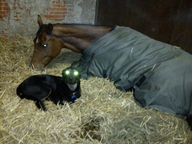 Blanding af racer max / maxi billede 16