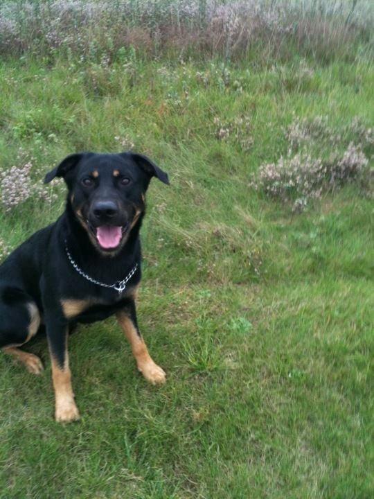 Blanding af racer max / maxi billede 17