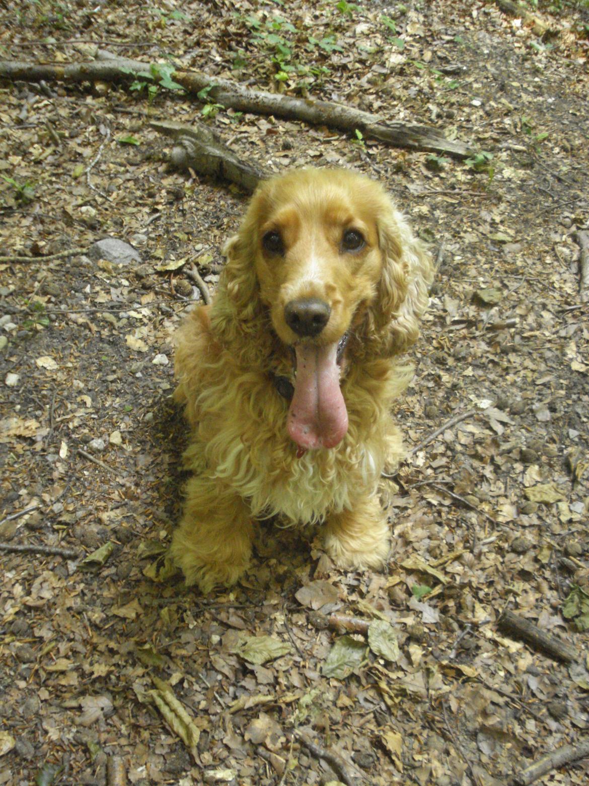 Cocker spaniel Bella (abeungen) - Skoven er Bellas yndlings sted! billede 12