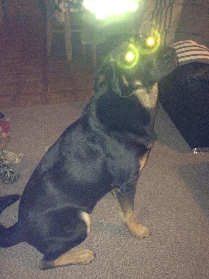 Blanding af racer max / maxi billede 18