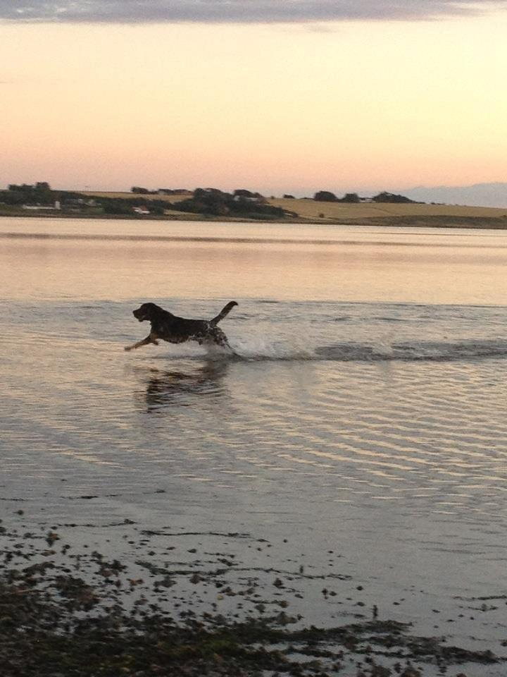 Blanding af racer max / maxi billede 19